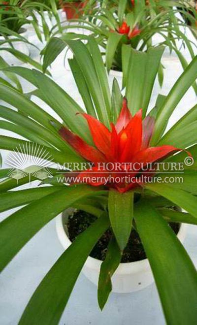 Neoregelia 'carolinae'